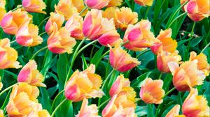 Preview wallpaper tulips, flowers, plants, leaves