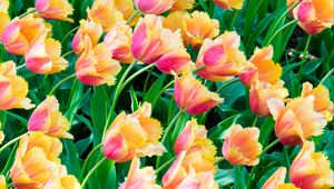Preview wallpaper tulips, flowers, plants, leaves