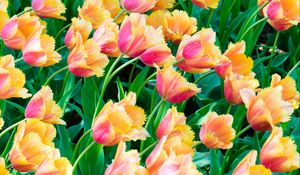 Preview wallpaper tulips, flowers, plants, leaves