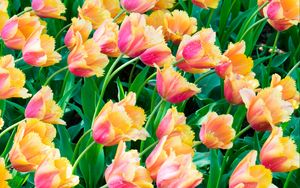 Preview wallpaper tulips, flowers, plants, leaves