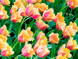 Preview wallpaper tulips, flowers, plants, leaves