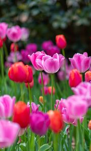 Preview wallpaper tulips, flowers, plants, field, bright