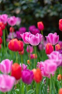 Preview wallpaper tulips, flowers, plants, field, bright