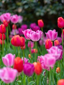 Preview wallpaper tulips, flowers, plants, field, bright