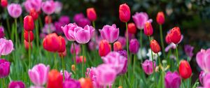Preview wallpaper tulips, flowers, plants, field, bright