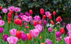 Preview wallpaper tulips, flowers, plants, field, bright