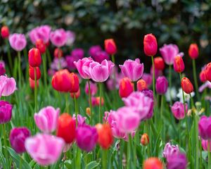 Preview wallpaper tulips, flowers, plants, field, bright