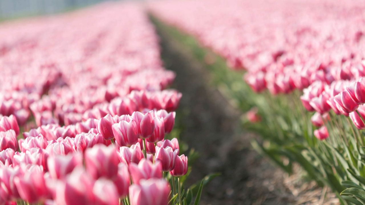 Wallpaper tulips, flowers, plants