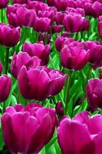 Preview wallpaper tulips, flowers, purple, flowerbed, loose, sunny