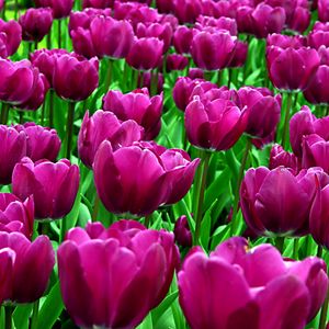 Preview wallpaper tulips, flowers, purple, flowerbed, loose, sunny
