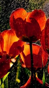 Preview wallpaper tulips, flowers, rain, drops, freshness