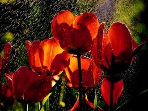 Preview wallpaper tulips, flowers, rain, drops, freshness