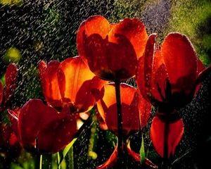 Preview wallpaper tulips, flowers, rain, drops, freshness