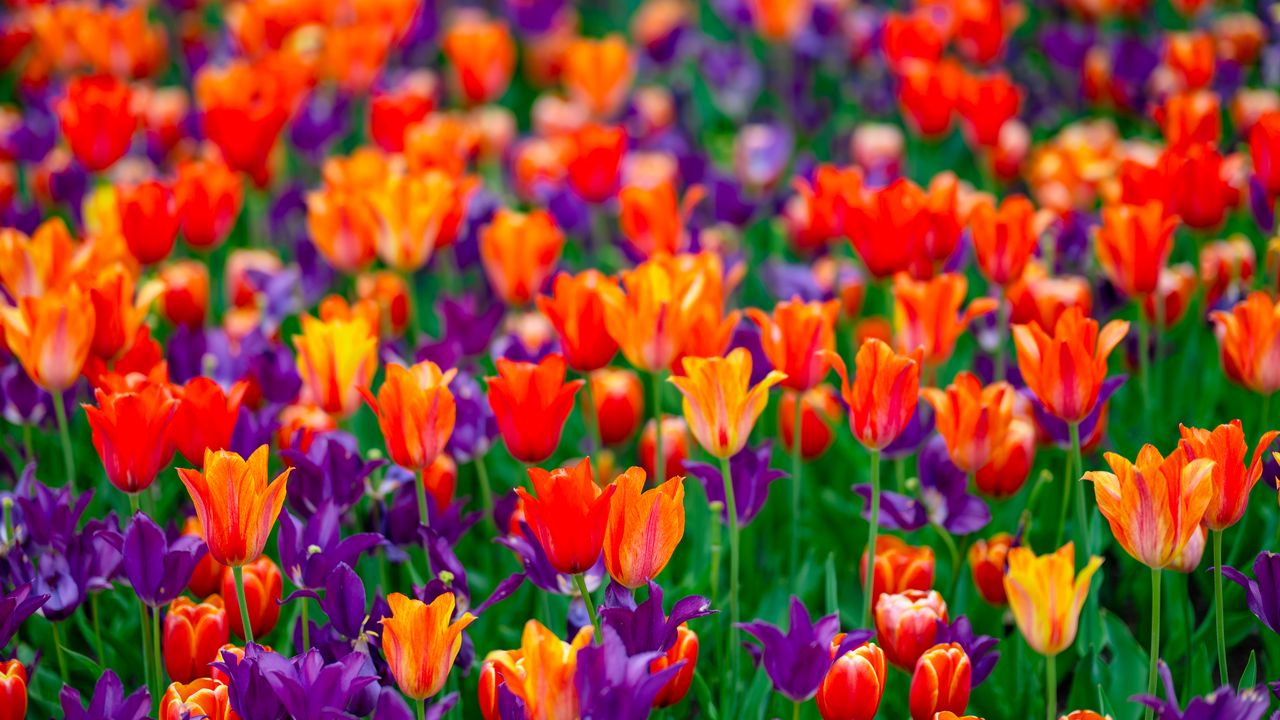 Wallpaper tulips, flowers, red, purple, field