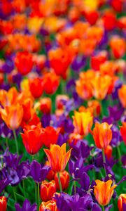 Preview wallpaper tulips, flowers, red, purple, field