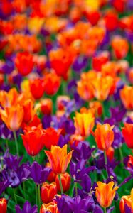 Preview wallpaper tulips, flowers, red, purple, field