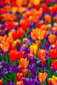 Preview wallpaper tulips, flowers, red, purple, field
