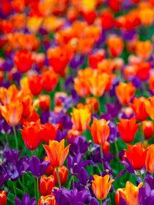 Preview wallpaper tulips, flowers, red, purple, field