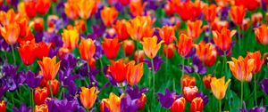 Preview wallpaper tulips, flowers, red, purple, field