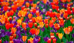 Preview wallpaper tulips, flowers, red, purple, field