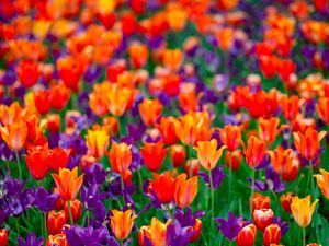 Preview wallpaper tulips, flowers, red, purple, field