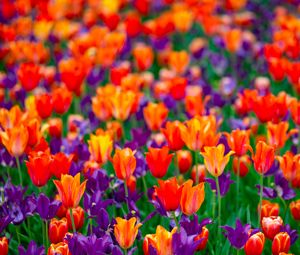 Preview wallpaper tulips, flowers, red, purple, field