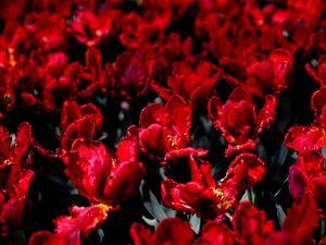 Preview wallpaper tulips, flowers, red, bright, field