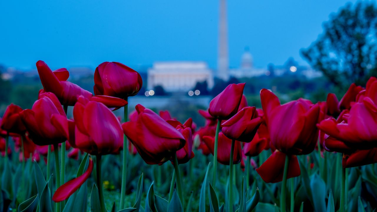 Wallpaper tulips, flowers, red, field, bloom