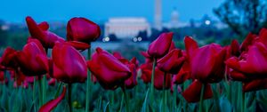 Preview wallpaper tulips, flowers, red, field, bloom