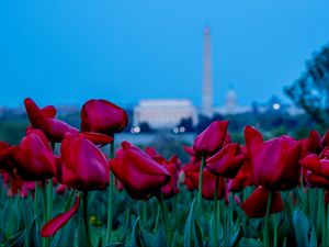 Preview wallpaper tulips, flowers, red, field, bloom