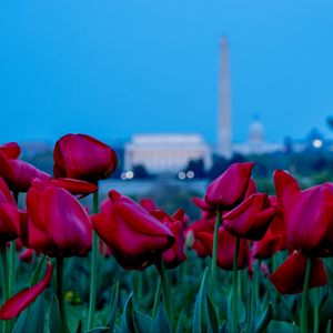 Preview wallpaper tulips, flowers, red, field, bloom