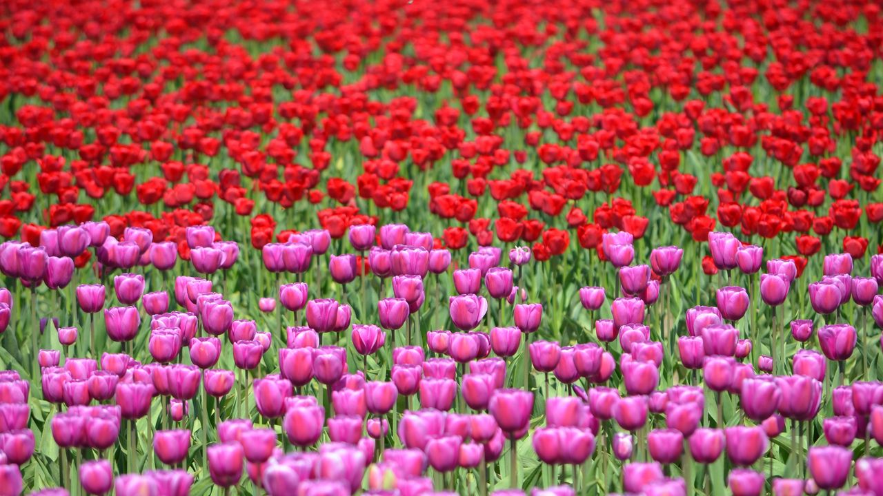 Wallpaper tulips, flowers, red, purple