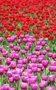 Preview wallpaper tulips, flowers, red, purple