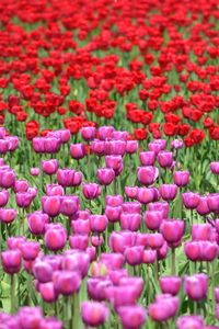 Preview wallpaper tulips, flowers, red, purple