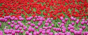 Preview wallpaper tulips, flowers, red, purple