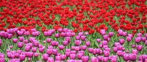 Preview wallpaper tulips, flowers, red, purple