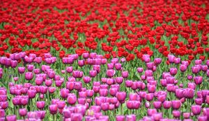 Preview wallpaper tulips, flowers, red, purple