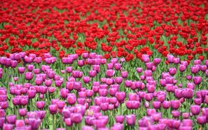 Preview wallpaper tulips, flowers, red, purple