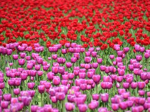 Preview wallpaper tulips, flowers, red, purple