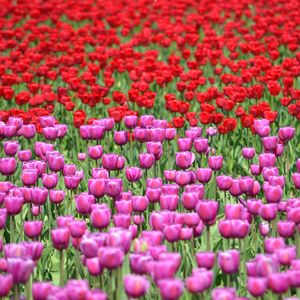 Preview wallpaper tulips, flowers, red, purple