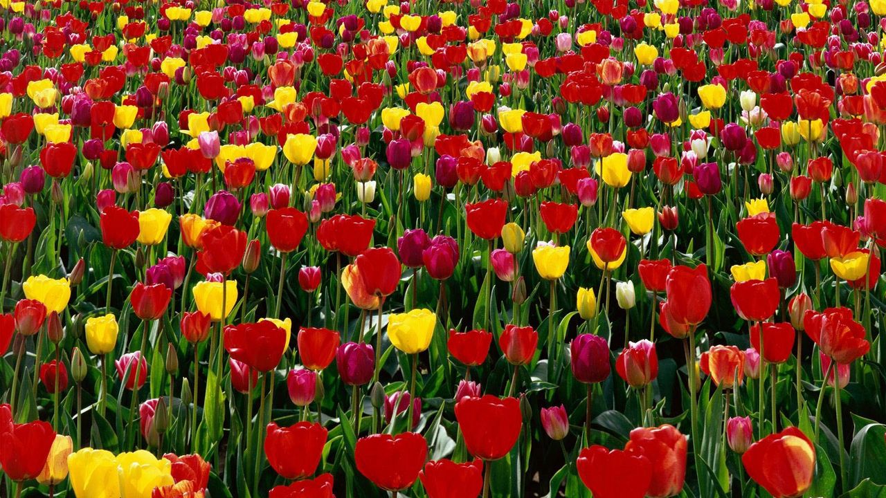 Wallpaper tulips, flowers, red, yellow, bright, green, box, spring