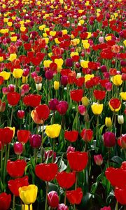 Preview wallpaper tulips, flowers, red, yellow, bright, green, box, spring