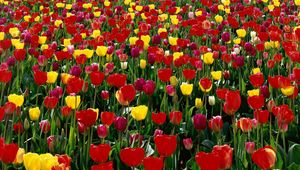 Preview wallpaper tulips, flowers, red, yellow, bright, green, box, spring