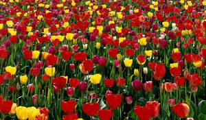 Preview wallpaper tulips, flowers, red, yellow, bright, green, box, spring