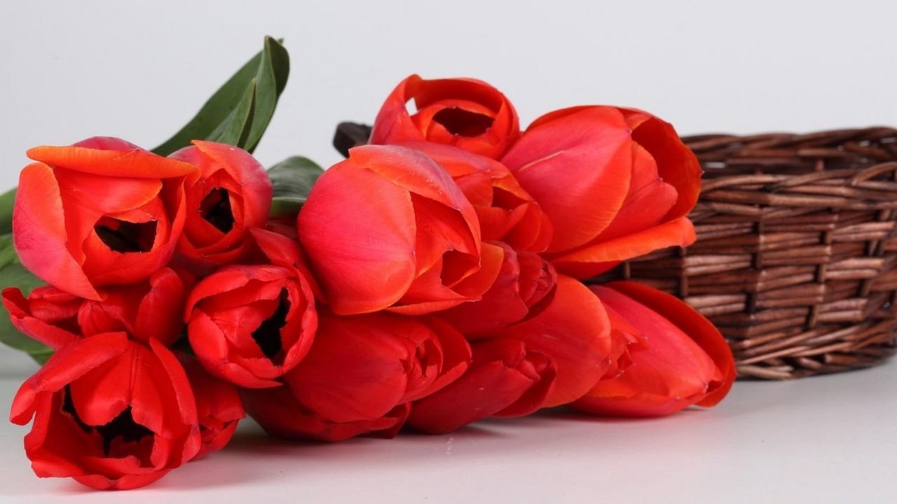 Wallpaper tulips, flowers, red, flower, basket, lie
