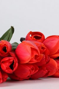 Preview wallpaper tulips, flowers, red, flower, basket, lie