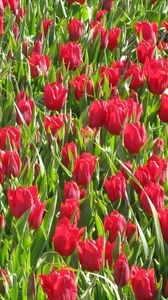 Preview wallpaper tulips, flowers, red, flowerbed, green