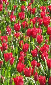 Preview wallpaper tulips, flowers, red, flowerbed, green