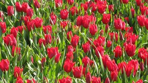 Preview wallpaper tulips, flowers, red, flowerbed, green