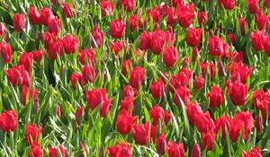 Preview wallpaper tulips, flowers, red, flowerbed, green